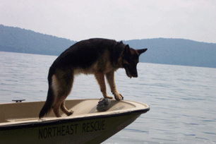 German shepherd on boat Water Scenting