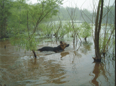 Dog swimming and scenting in water