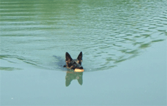 SAR K-9 retrieving